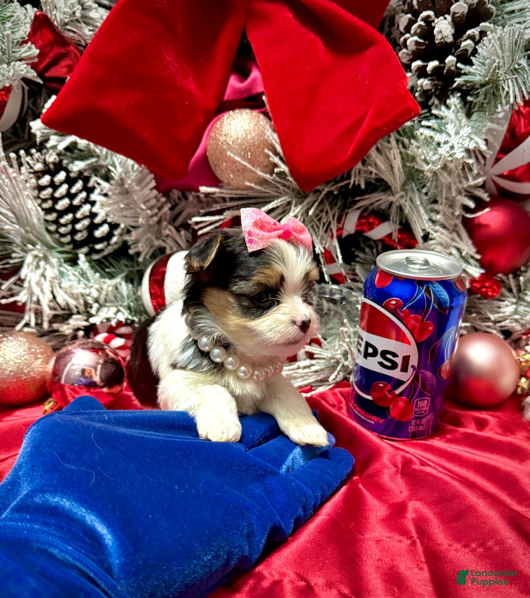 Yorkshire Terrier dogs for sale: Dot - Ad 14