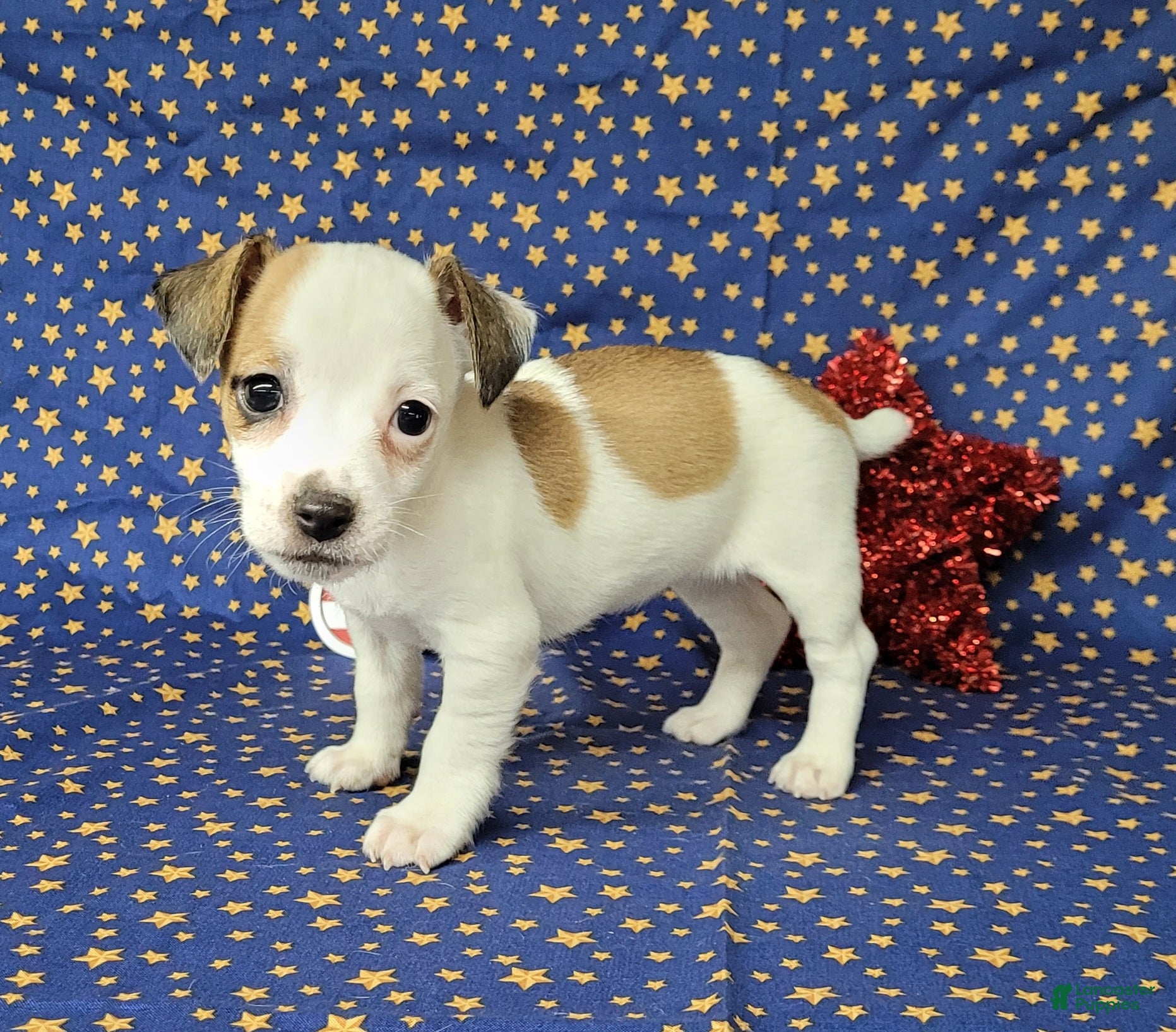 Jack Russell Terrier dogs Jinx purebred JRT - Ad 19