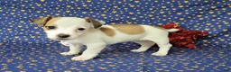 Jack Russell Terrier dogs for sale: JoJo - Ad 10