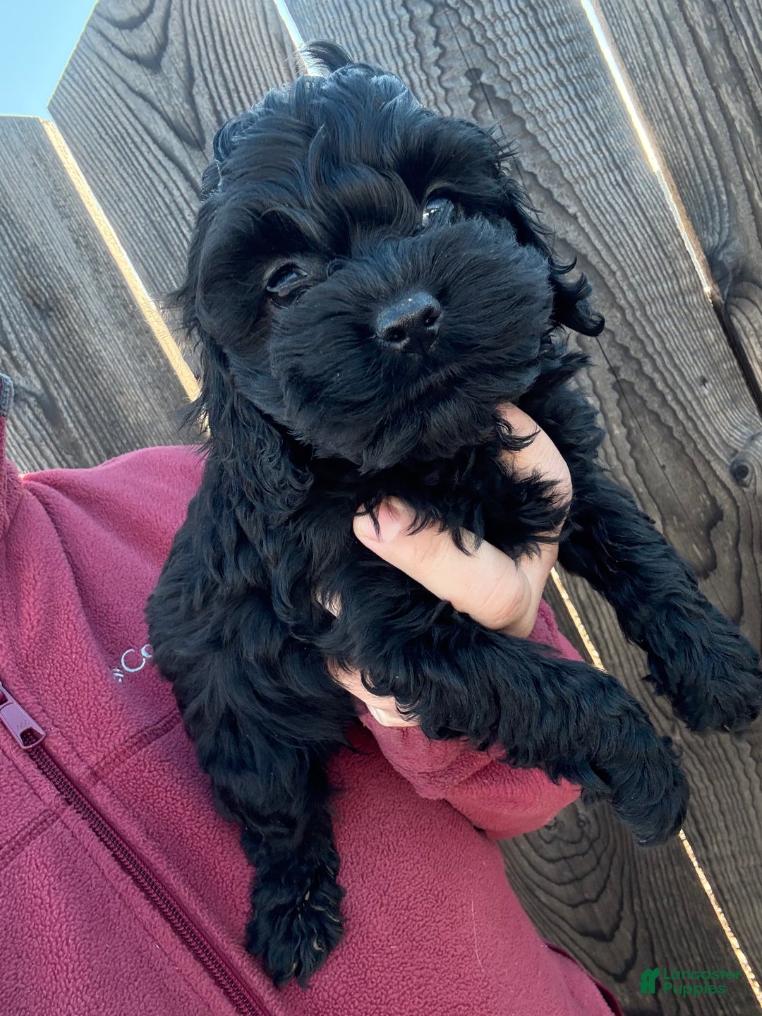 Cockapoo dogs for sale: Cockapoo Puppy 1 - Ad 2