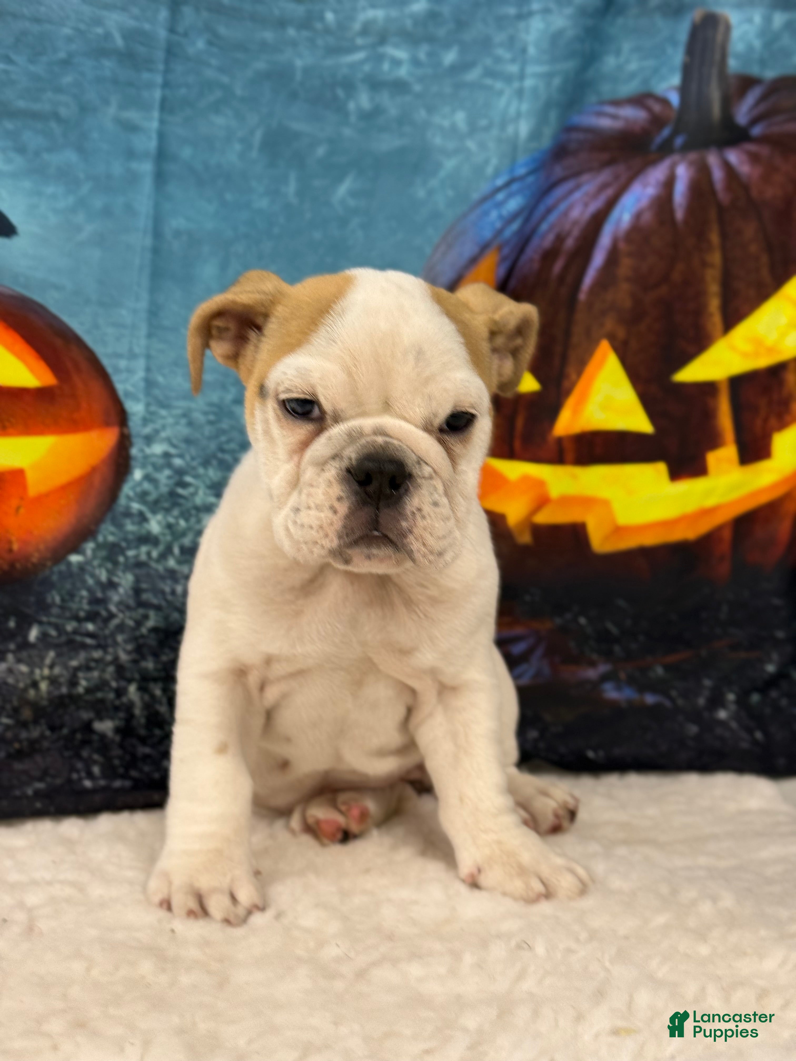 English Bulldog dogs Snow white - Ad 7