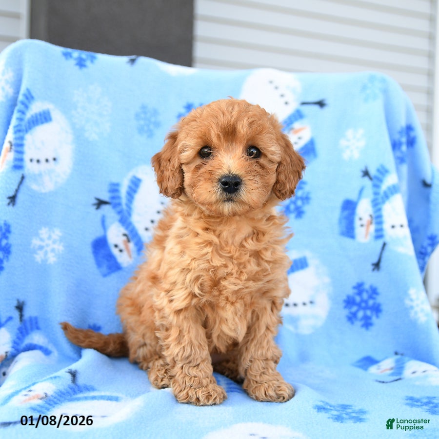 Mini Goldendoodle dogs Winnie - Ad 31