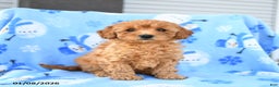 Mini Goldendoodle dogs for sale: Winnie - Ad 1