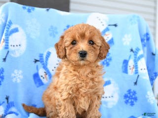 Mini Goldendoodle dogs Winnie - Ad 31