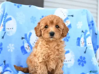 Mini Goldendoodle dogs Winnie - Ad 28