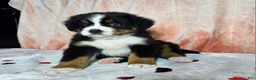 Bernese Mountain Dog dogs for sale: Archie - Ad 7