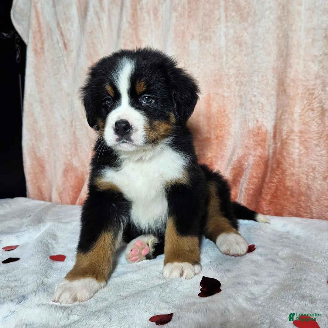 Bernese Mountain Dog dogs for sale: Archie - Ad 7