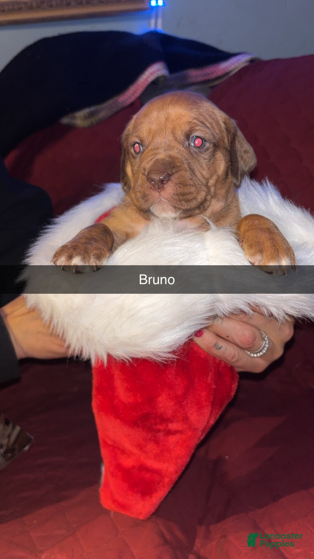 Mixed Breed dogs Bruno - Ad 42