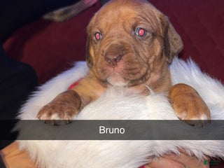Mixed Breed dogs Bruno - Ad 40