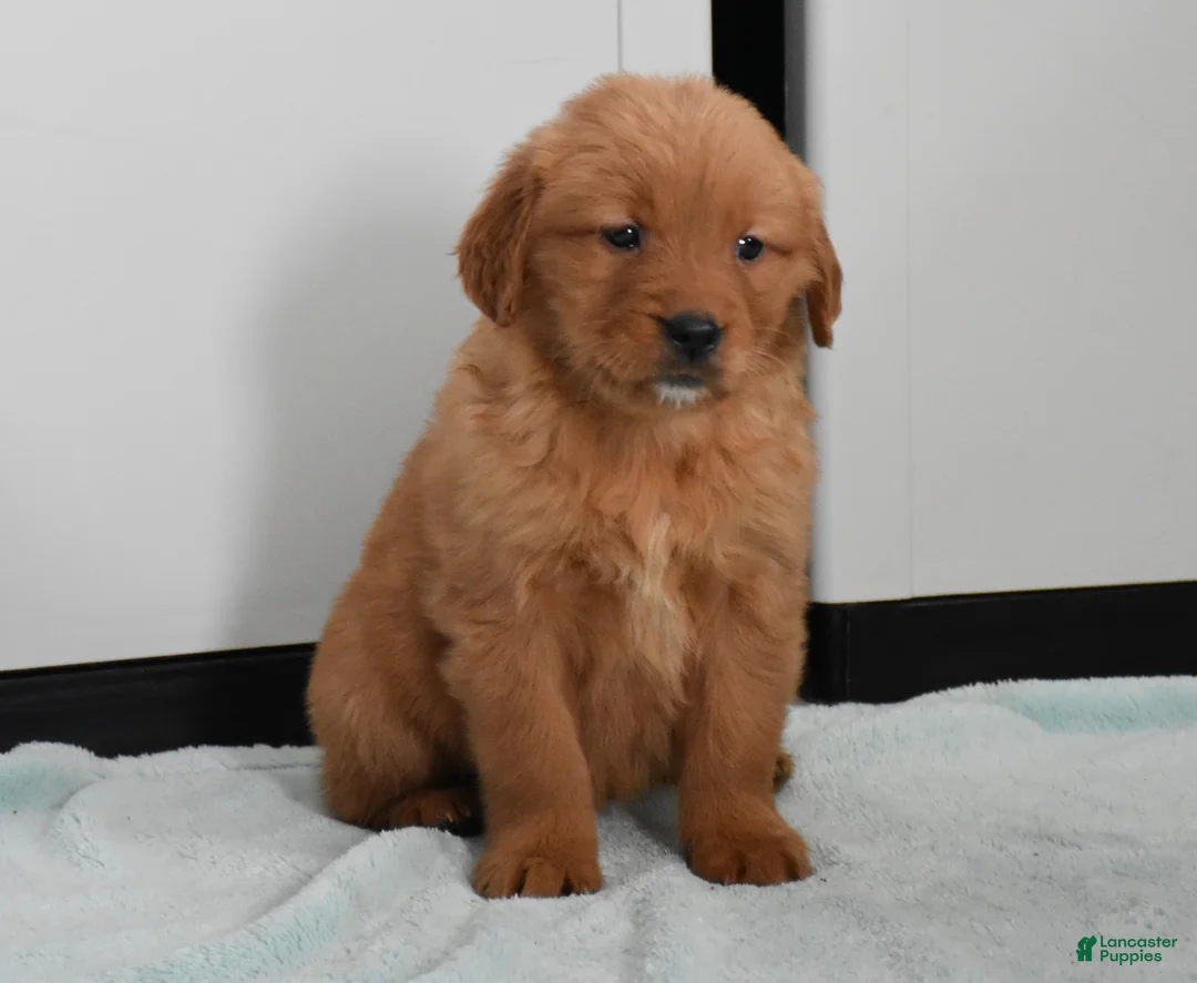 Golden Retriever dogs for sale: Sydney   Genetic/OFA - Ad 25