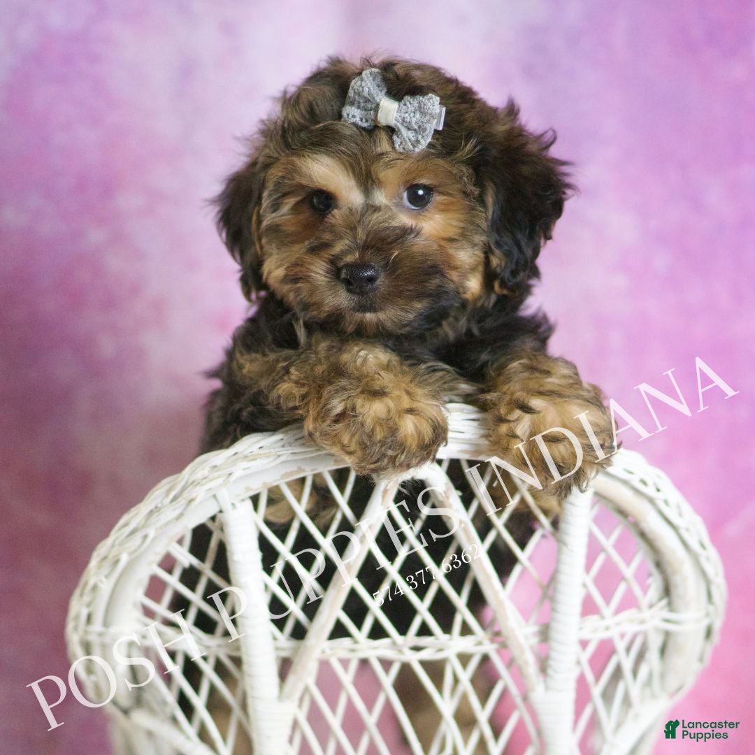 Yorkiepoo dogs for sale: Snickerdoodle - Ad 7