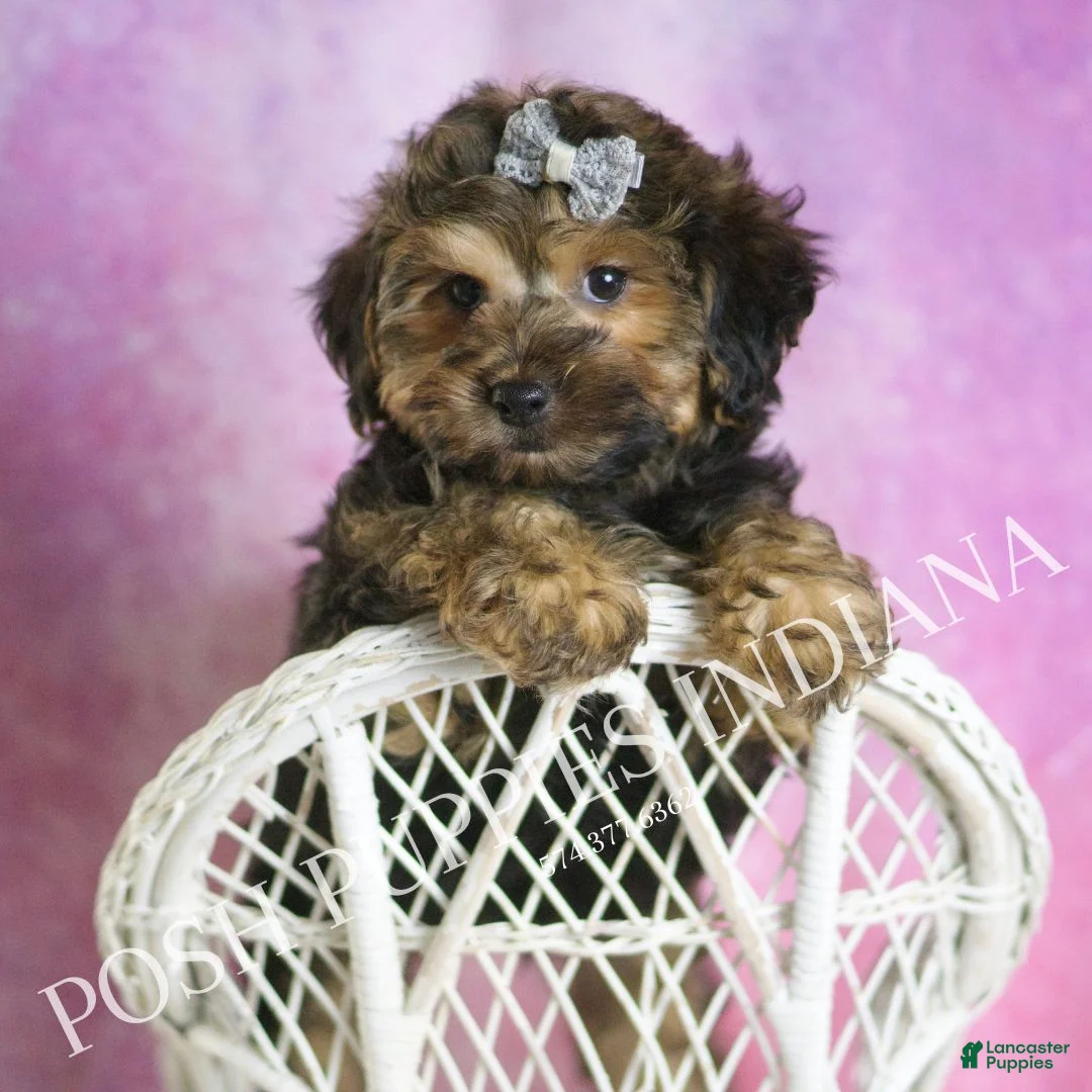 Yorkiepoo dogs for sale: Snickerdoodle - Ad 7