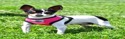 Toy Fox Terrier dogs for sale: Biscuit - Ad 9