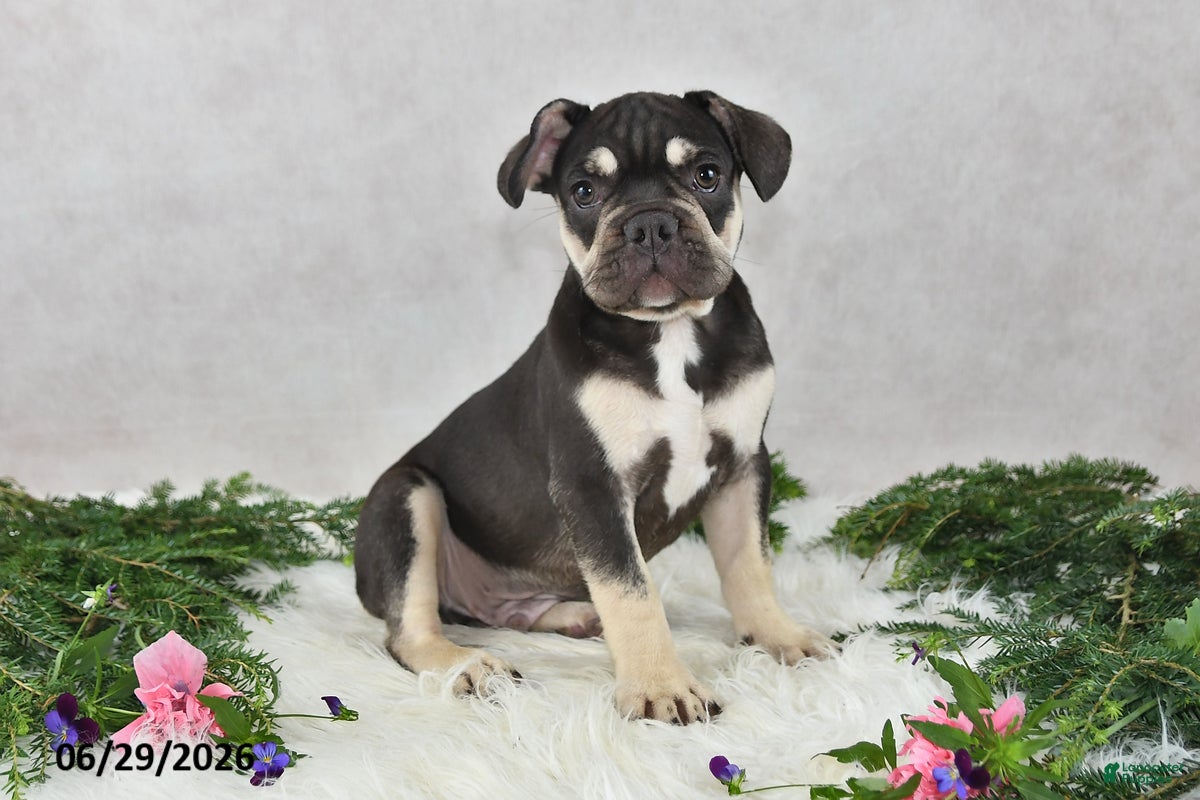 French Bulldog dogs Henrick - Ad 2