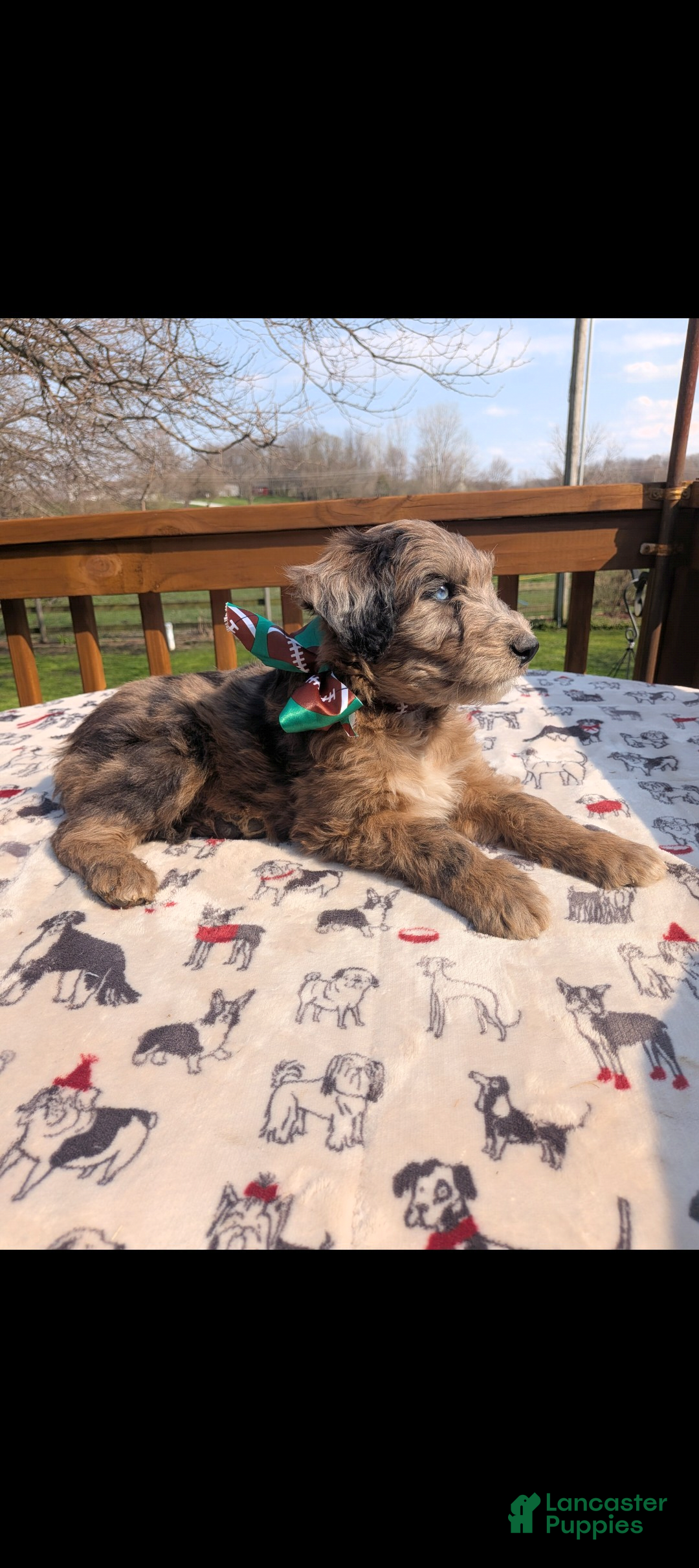 Bordoodle dogs Bordoodle Puppy 6 - Ad 8