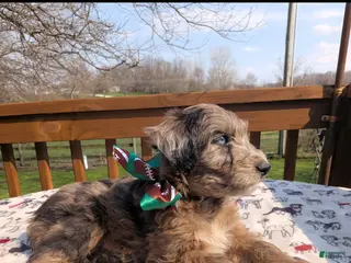 Bordoodle dogs Bordoodle Puppy 6 - Ad 8