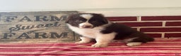 Mixed Breed dogs for sale: Henry - Ad 2