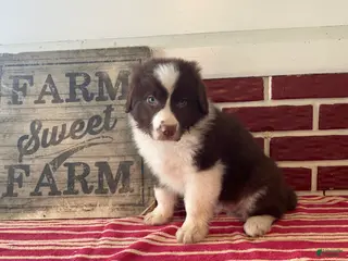 Mixed Breed dogs Henry - Ad 24