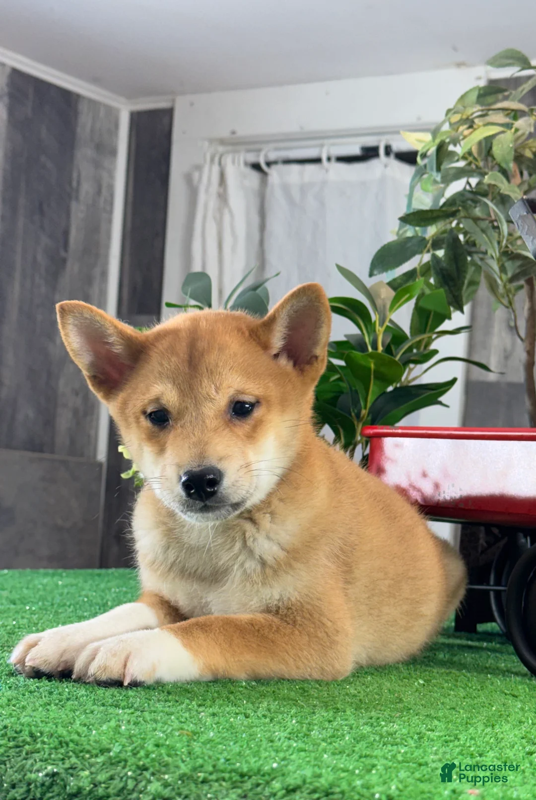 Shiba Inu dogs for sale: Icy - Ad 2