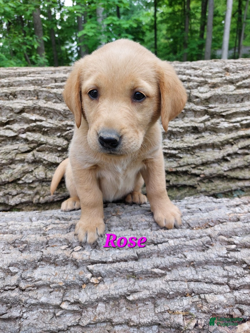 Goldador dogs Rose - Ad 3