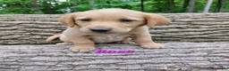 Goldador dogs for sale: Rose - Ad 1