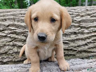 Goldador dogs Rose - Ad 3