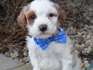 Cavapoo dogs Colt - Ad 17