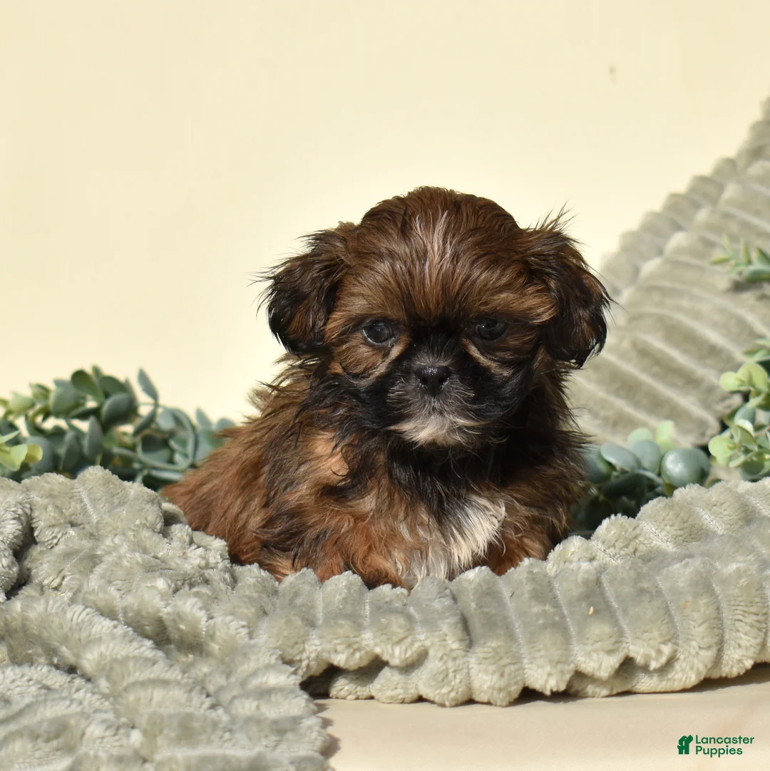 Shih Tzu dogs for sale: Bear (Tiny) - Ad 6