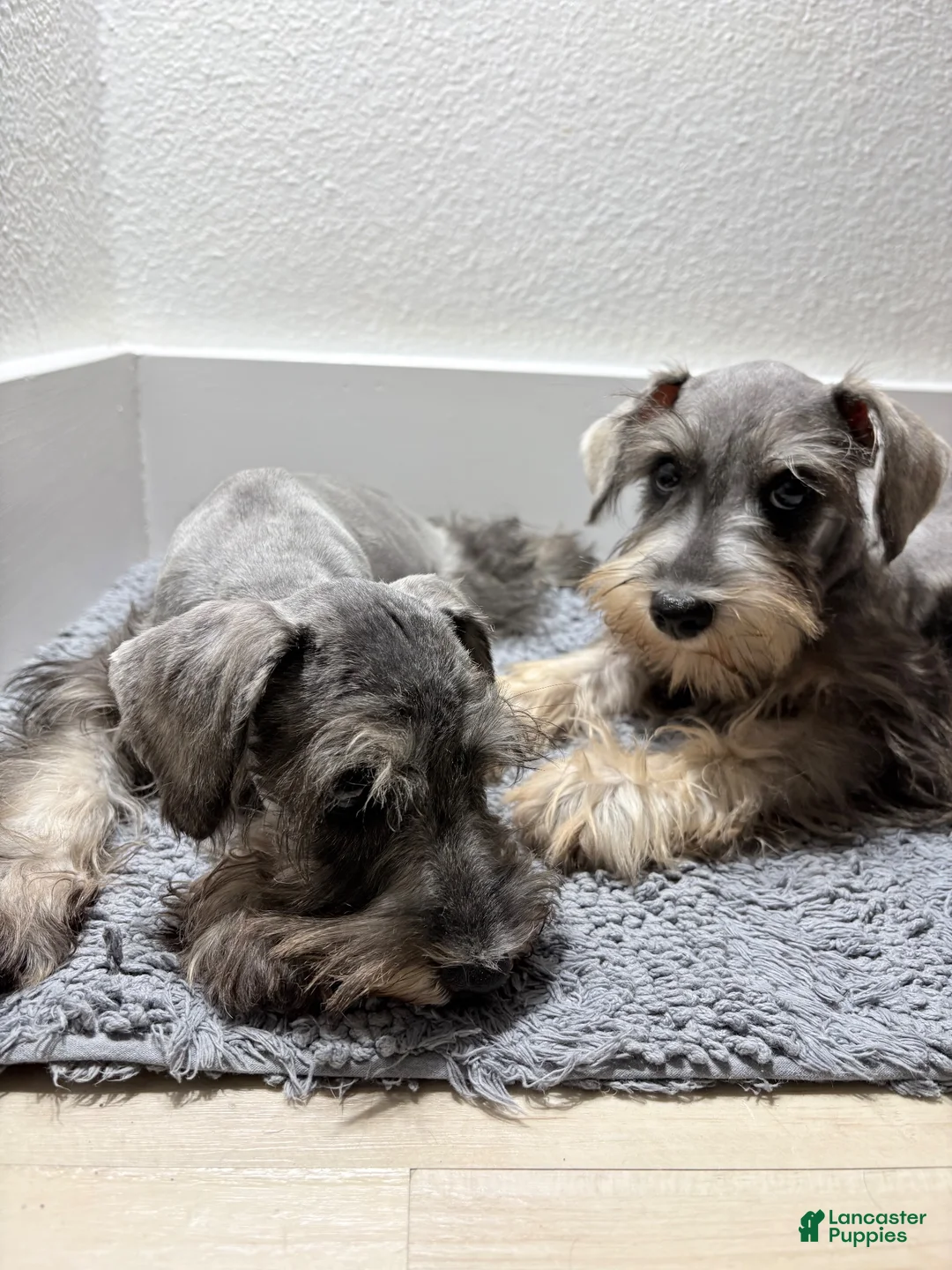 Miniature Schnauzer dogs for sale: Miniature Schnauzer 2 - Ad 7