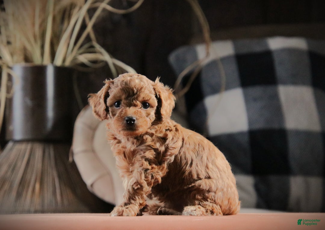 Mixed Breed dogs for sale: Eclipse - Ad 2