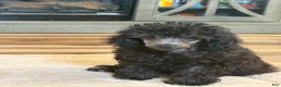 Toy Poodle dogs for sale: Toy Poodle 3 - Ad 2