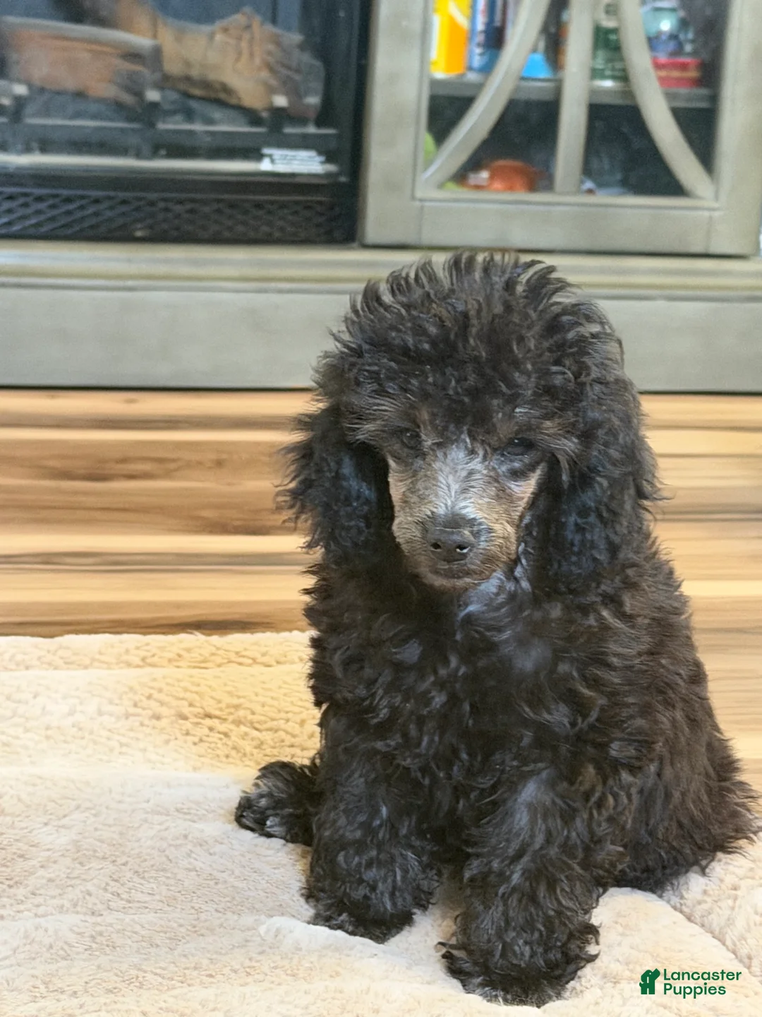 Toy Poodle dogs for sale: Toy Poodle 3 - Ad 2