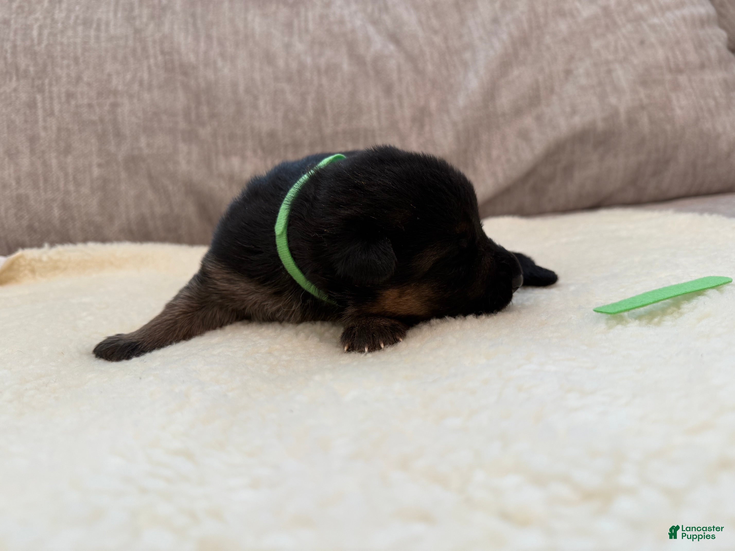 German Shepherd dogs Green Girl - Ad 34