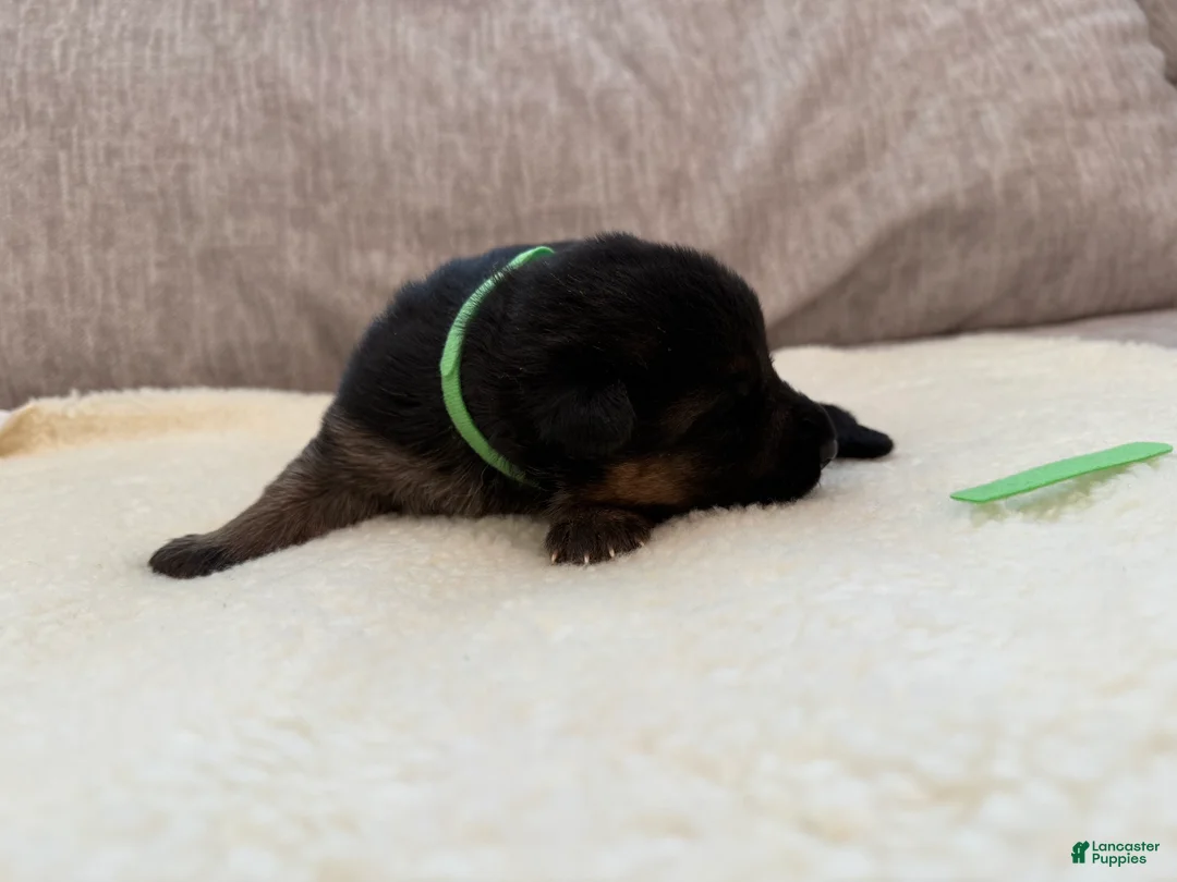 German Shepherd dogs for sale: Green Girl - Ad 1
