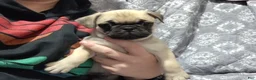 Pug dogs for sale: Logan - Ad 6