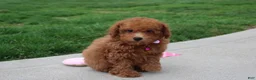Bichpoo dogs for sale: Trixie - Ad 3