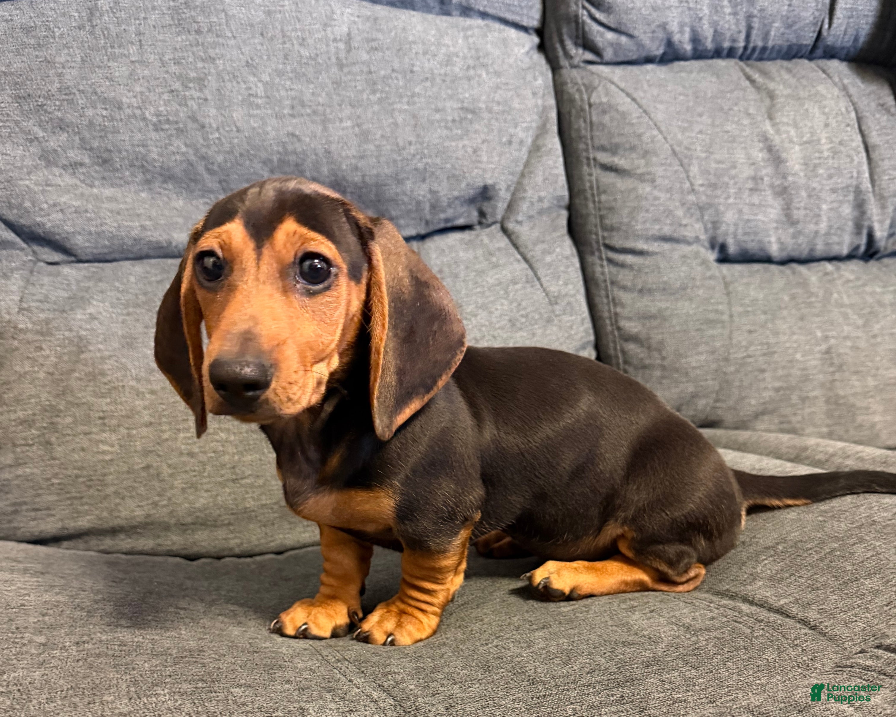 Miniature Dachshund dogs Henry - Ad 22