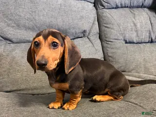 Miniature Dachshund dogs Henry - Ad 22
