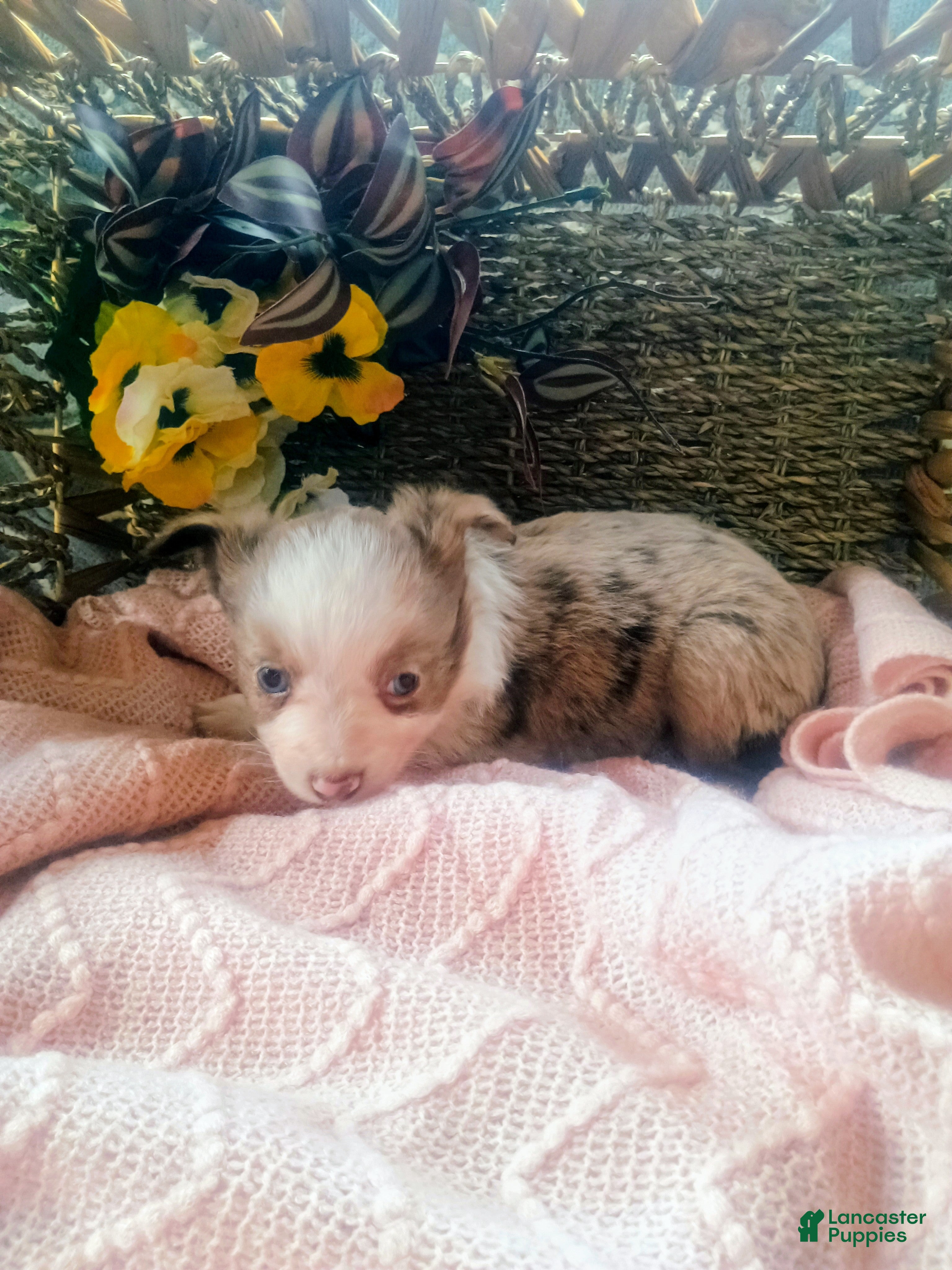 Toy Australian Shepherd dogs Toy Australian Shepherd Puppy 3 - Ad 2