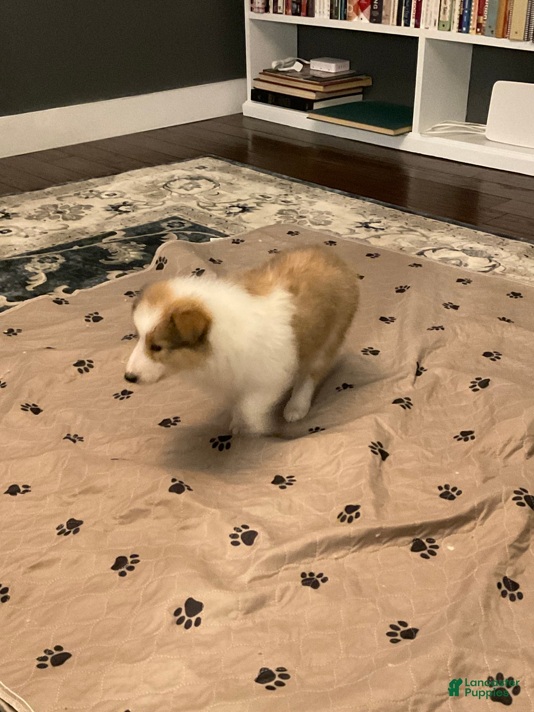 Collie dogs for sale: Collie Puppy 3 - Ad 3