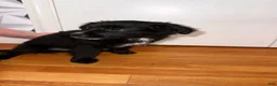 Mixed Breed dogs for sale: Wakanda - Ad 15