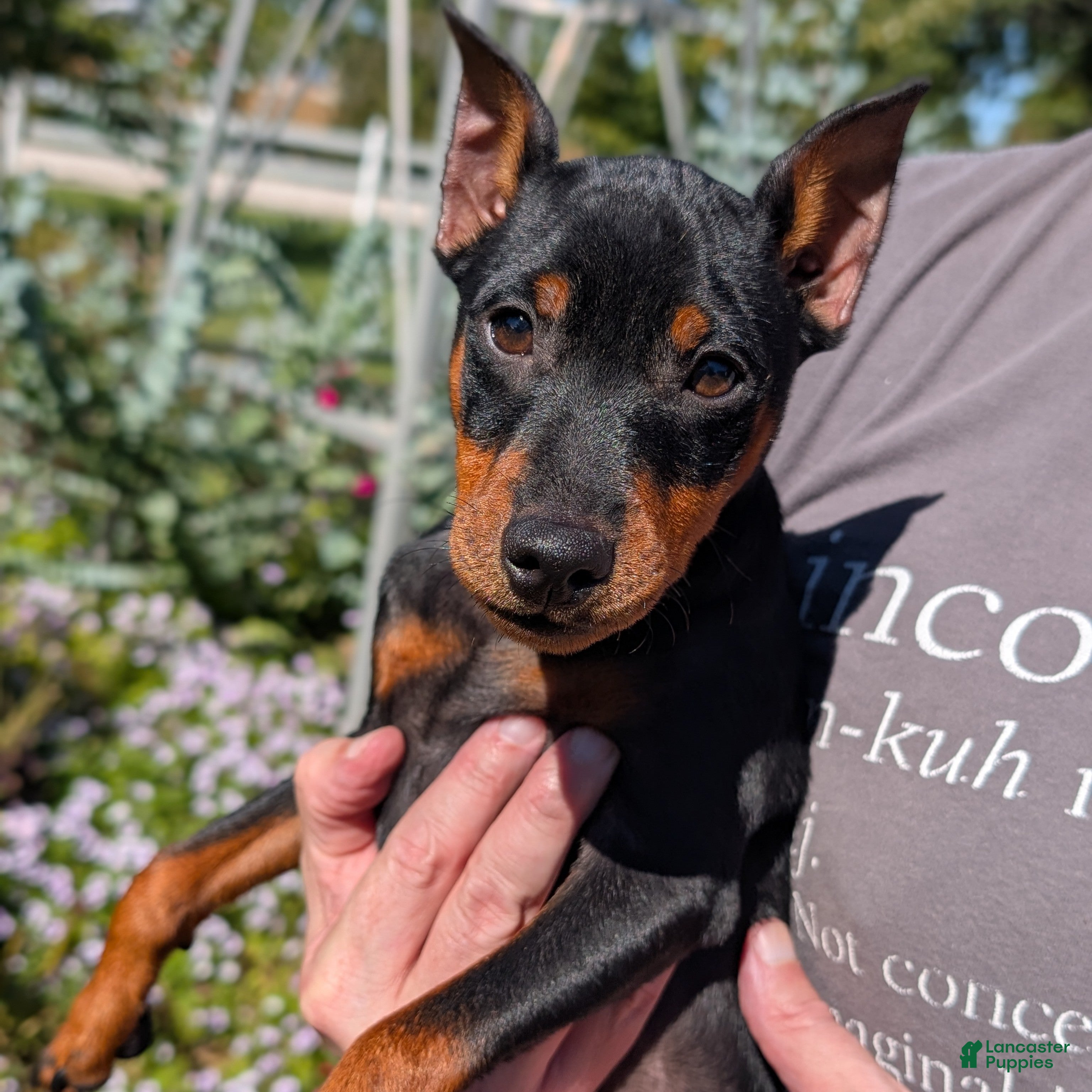Spark (Miniature Pinscher, Male) in Bloomington, IN
