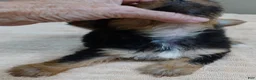 Yorkshire Terrier dogs for sale: Ziggy 2 pounds - Ad 11