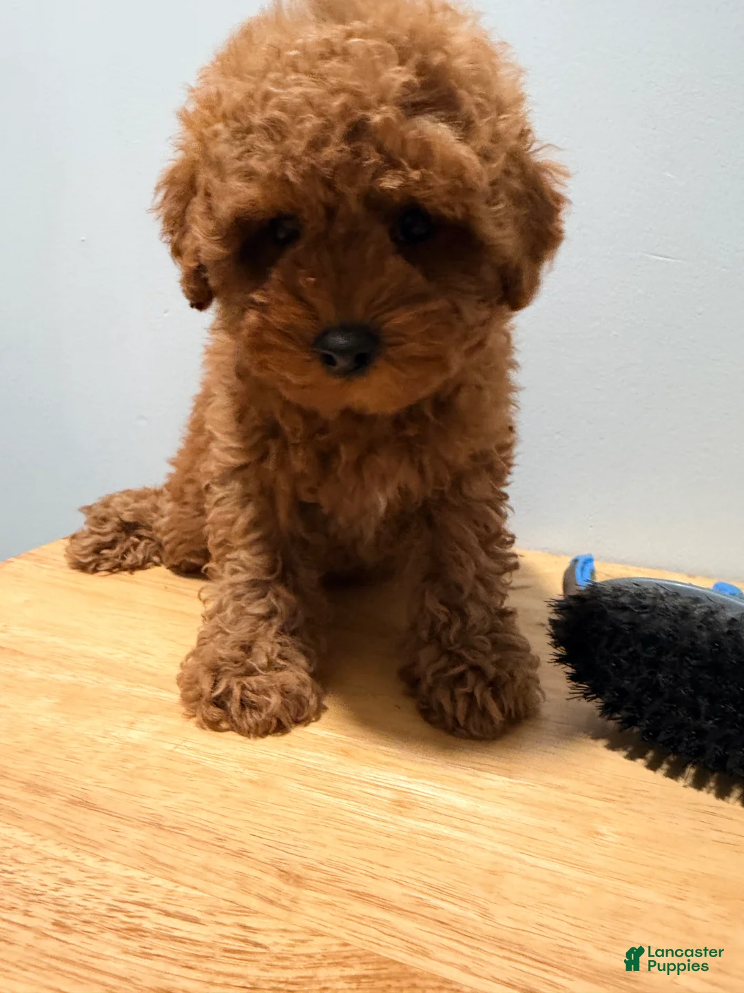 Toy Poodle dogs for sale: Toy Poodle 3 - Ad 3