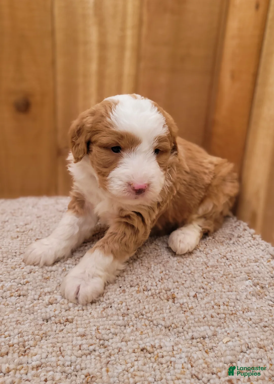 Mini Bernedoodle dogs for sale: Mason - Ad 2