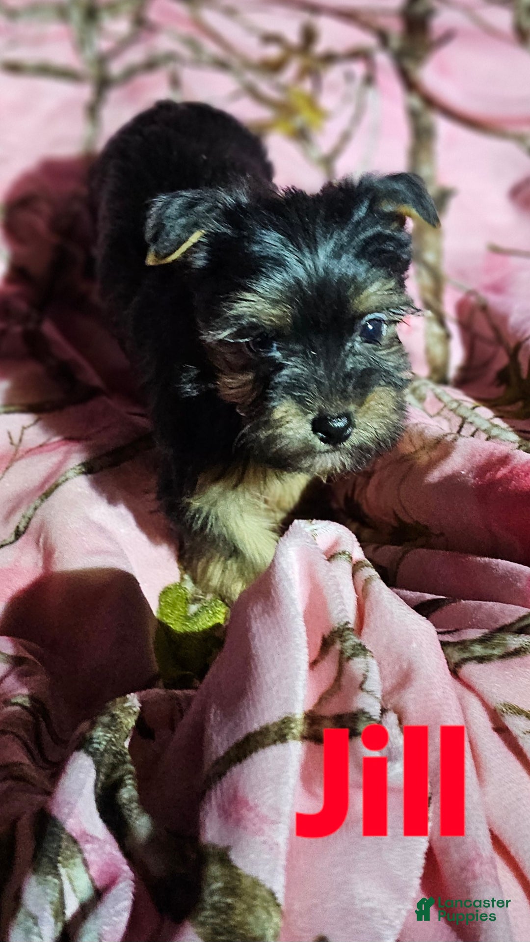 Morkie dogs for sale: Jill - Ad 1