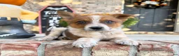 Australian Cattle Dog dogs for sale: Maverick - Ad 3