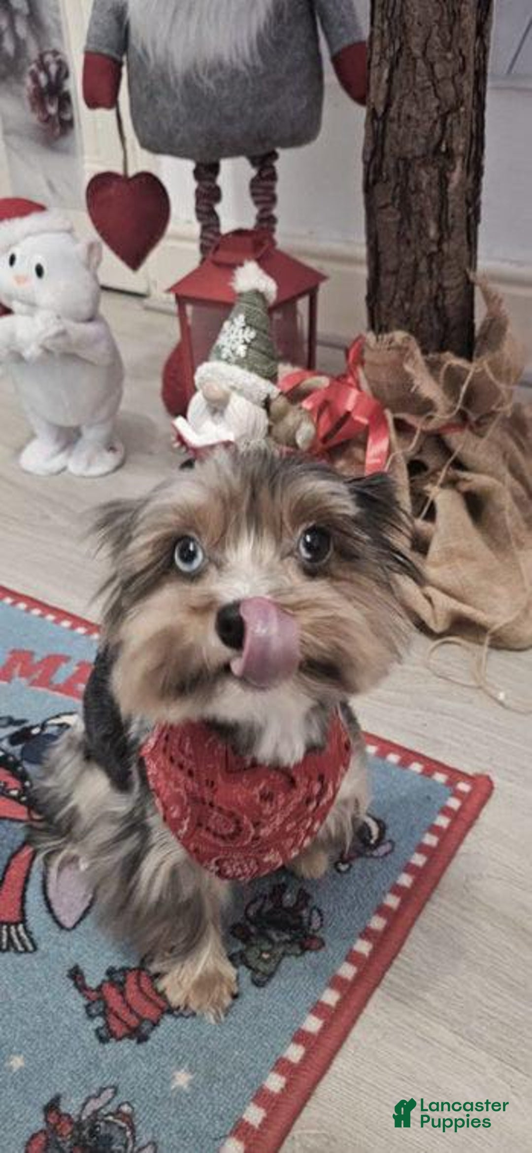 Yorkshire Terrier dogs for sale: Calvin - Ad 11