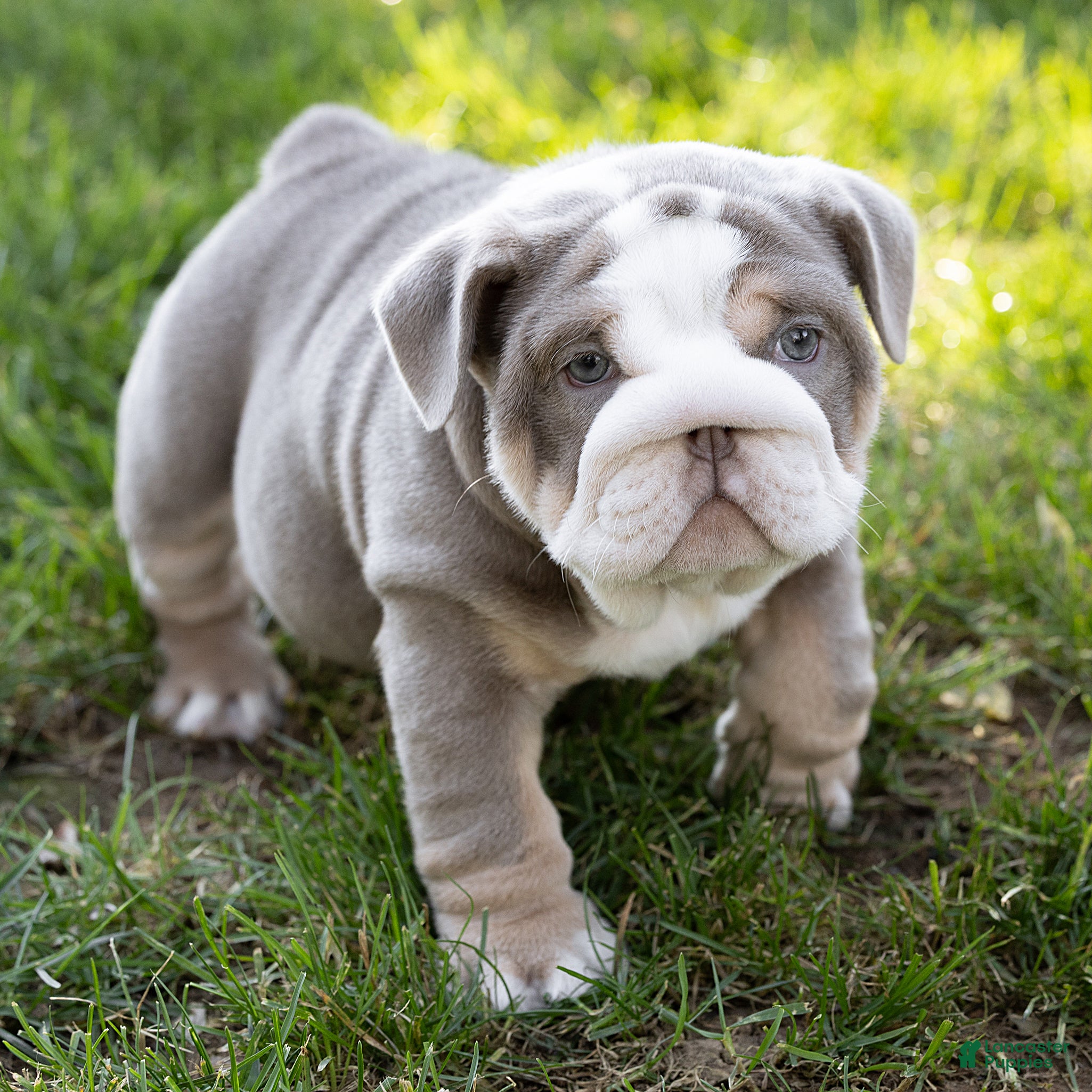 English Bulldog dogs for sale: Winnie Mae English Bulldog  - Ad 2