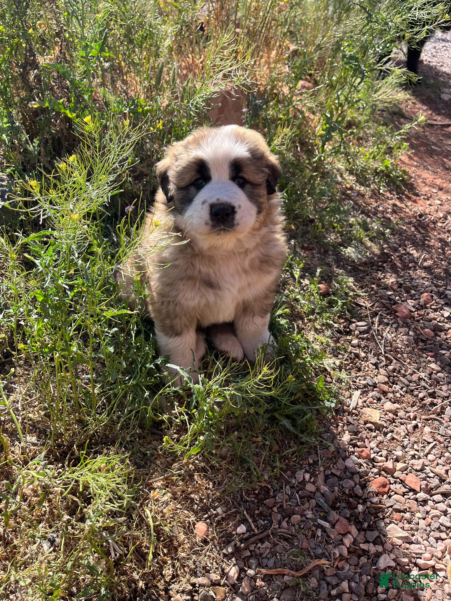 Mixed Breed dogs Thunder - Ad 1